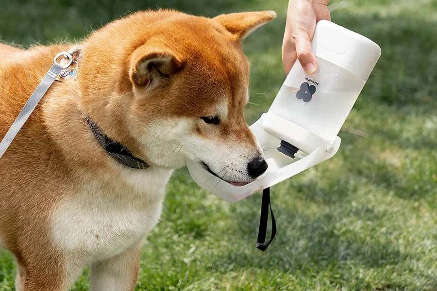  Eco-Friendly Pet Water Flask